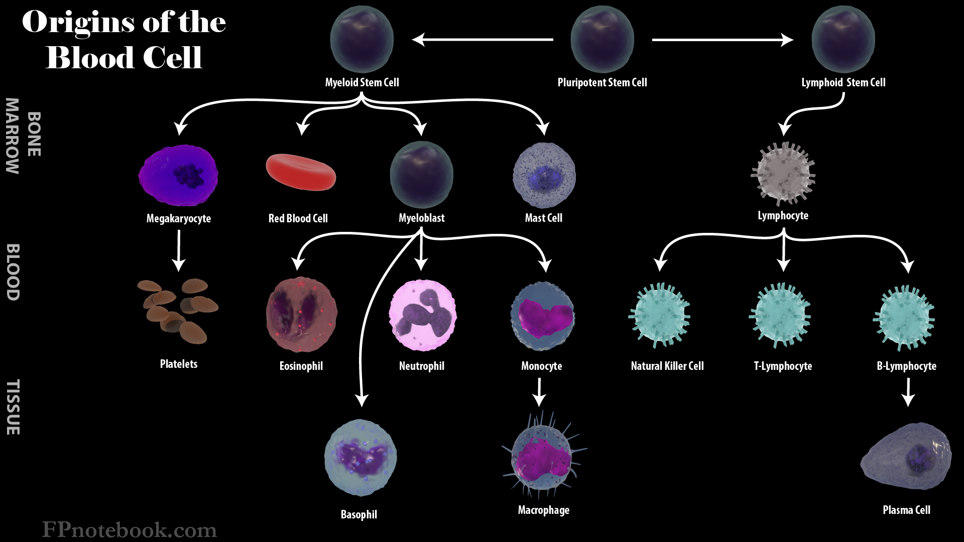 Эритроциты макрофаги. Строение лейкоцитов. Жизненный цикл лейкоцитов. Строение эритроцитов. Макрофаги это лейкоциты.