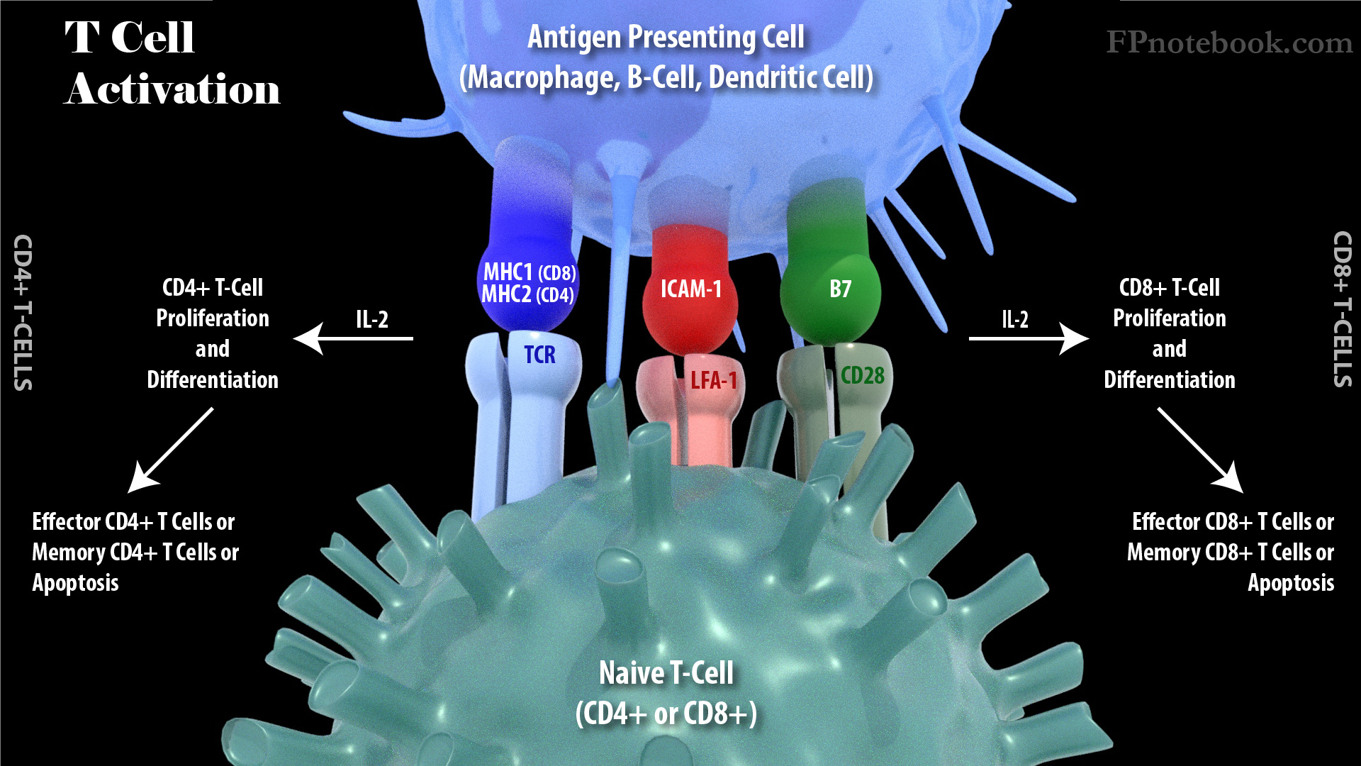T Lymphocyte