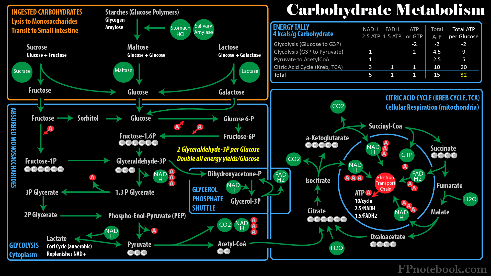Pathway Of Carbohydrate Metabolism Pathway Of Carbohydrate Metabolism