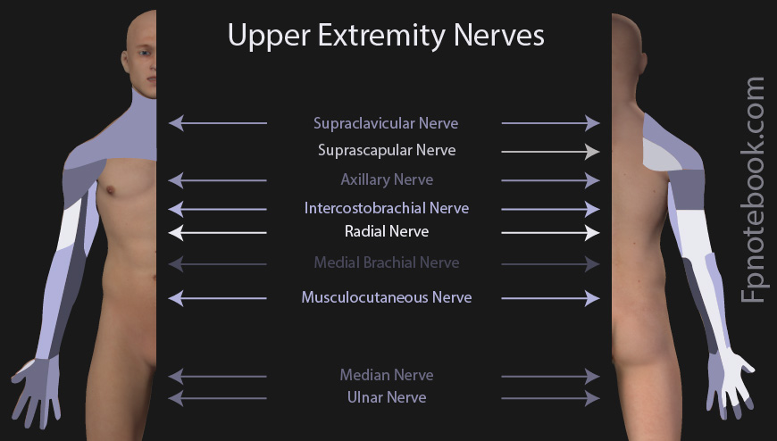 Ulnar Neuropathy – Peripheral Nerve Conditions – The American Center for  Spine and Neurosurgery — ACSN