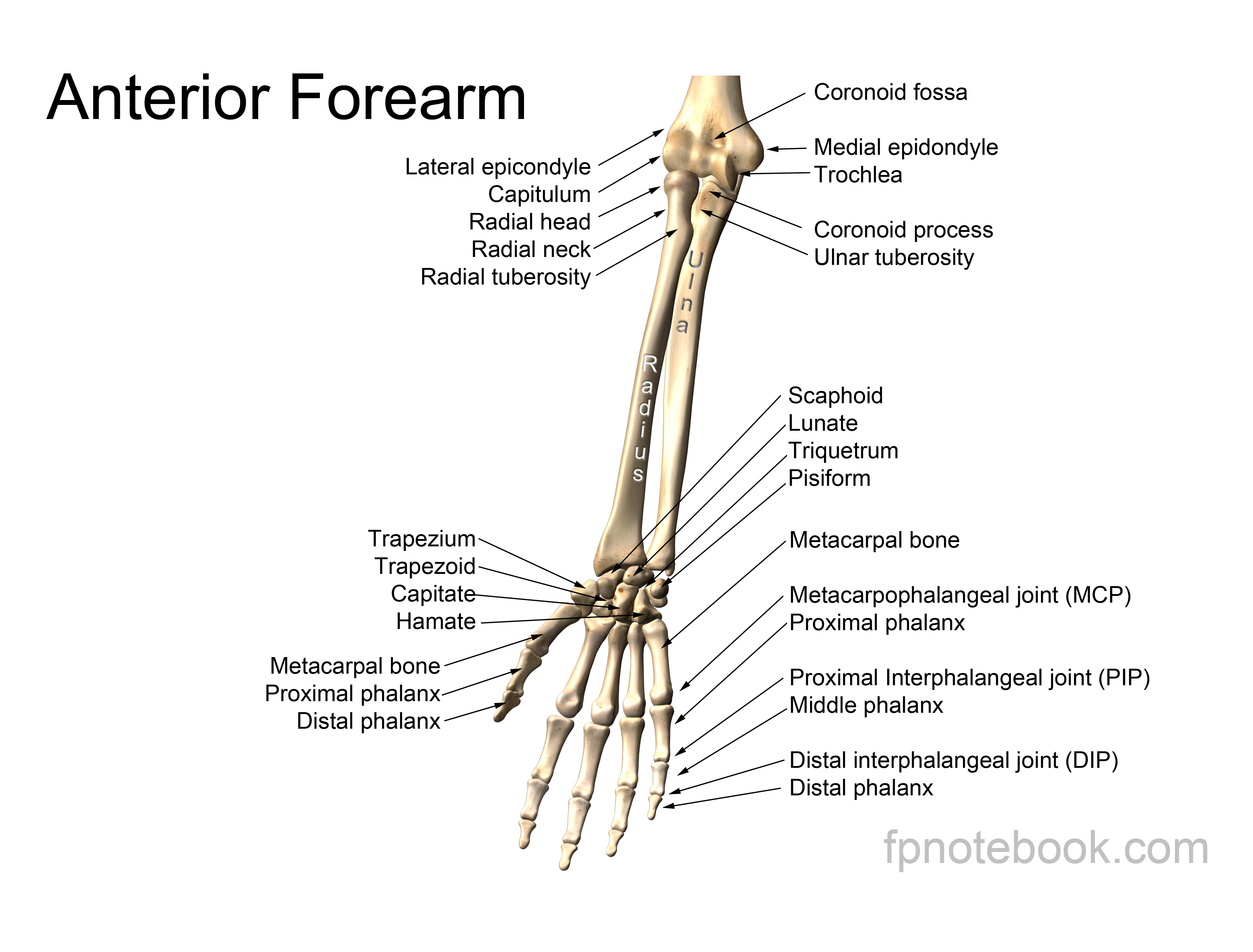Hand Anatomy All For One
