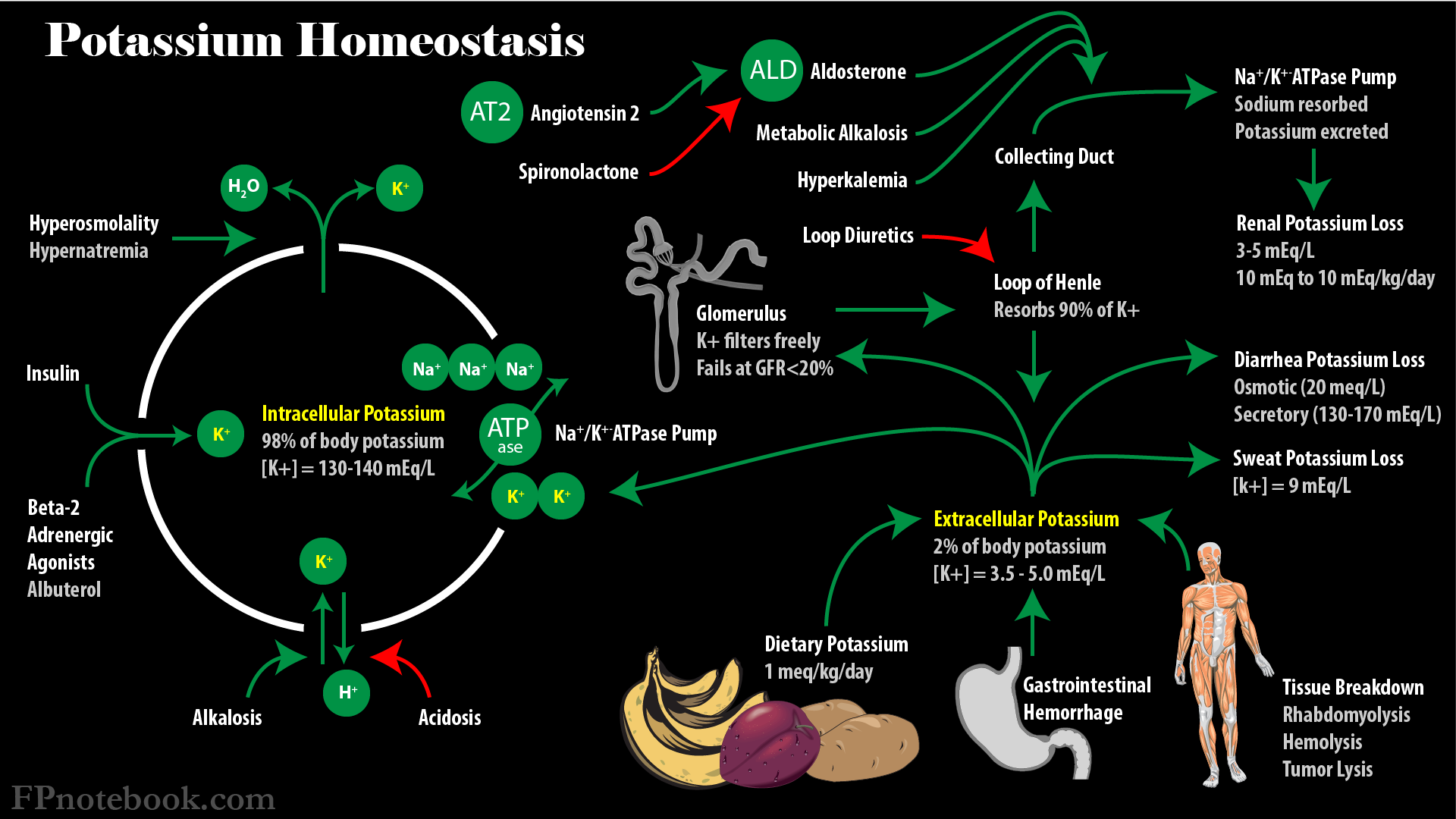 Potassium and metabolism