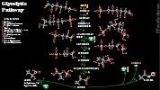GlycolyticPathMolecules.png