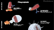 Phagocytosis.jpg