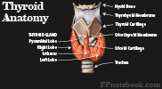 ThyroidAnatomy.png