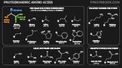aminoAcids.png