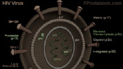 idHivVirus.jpg