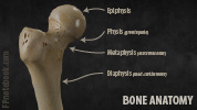 orthoBoneAnatomy.jpg