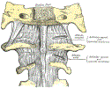 orthoSpineCervical1to2LimagentsGrayBB304.gif