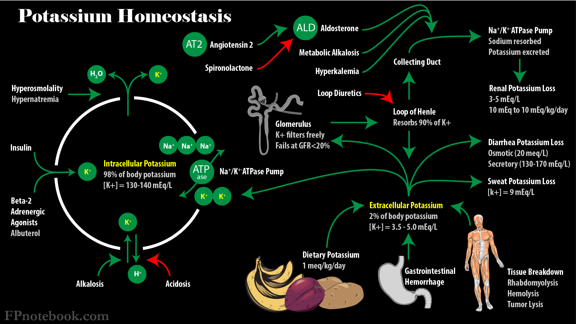 Potassium Homeostasis